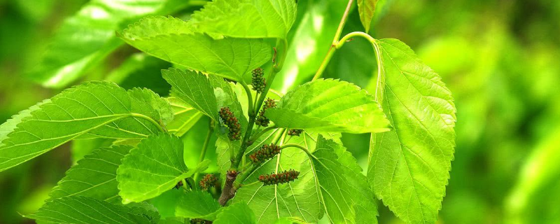 蛋白桑怎么种植，附其种植效益（蛋白桑的种植方法）