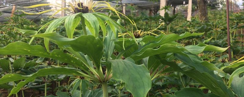 重楼高效人工栽培技术,附生长习性(重楼的栽培技术)