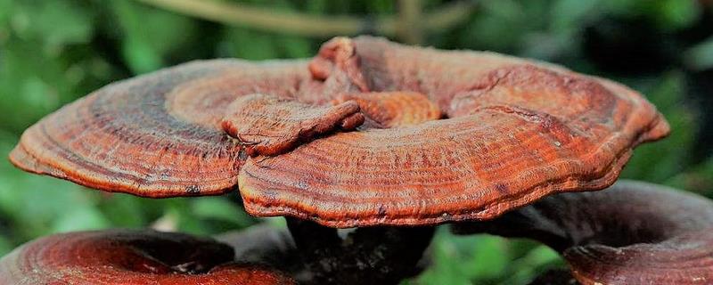 灵芝高效栽培种植技术,附其病虫防治技术