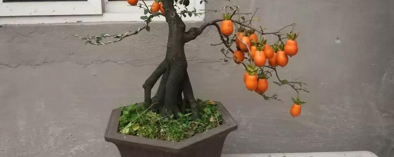 金弹子的施肥方法，附其施肥原则（金弹子如何浇水施肥）