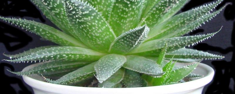 波路的繁殖方法，附波路的养护方法 波路怎么种