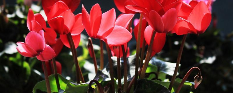 仙客来如何过冬，平时怎么养护（仙客来现在这个秋季如何养护）