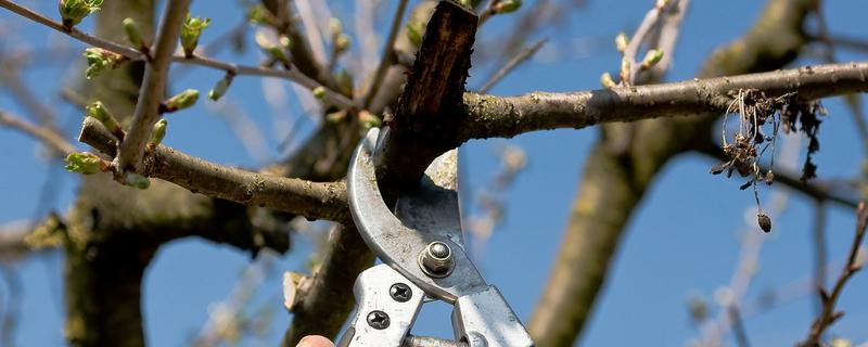 树怎么修剪，具体有哪些方法（怎样修剪方法）