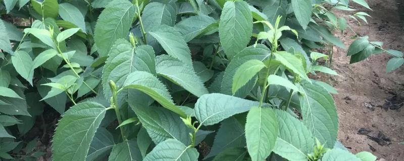 杜仲该怎么种植，这四点是关键 杜仲的种植方法及条件