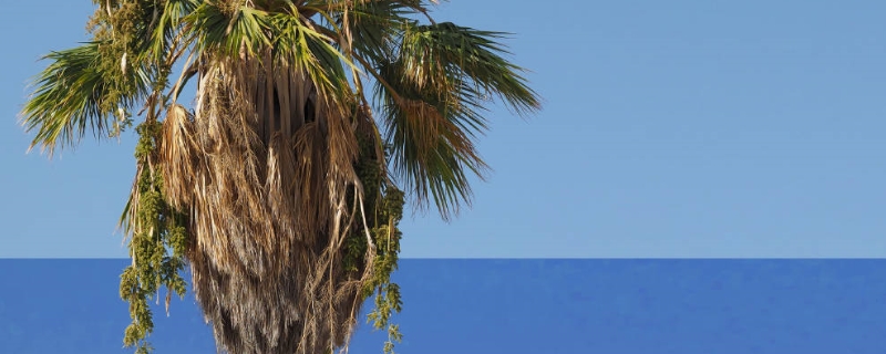 海南种植什么药材赚钱，附详细介绍 海南种什么中药材赚钱