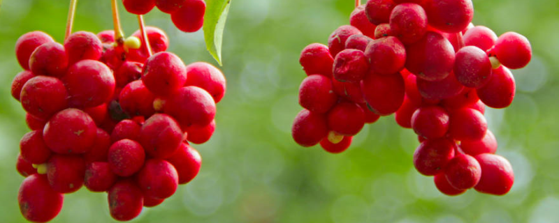 辽宁种植什么药材赚钱,附详细介绍 辽宁药材种植补贴多少