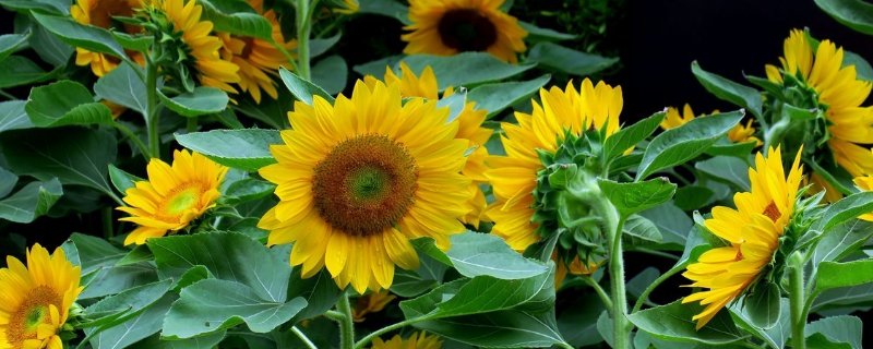 葵花的播种时间，附葵花的生长环境（葵花的种植时间和收获时间）