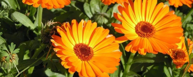 金盏花该如何种植，注意做好这几点 怎么让金盏花生产植物