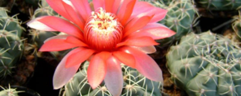 仙人球怎么养长得快 仙人球怎么养长得快又好看