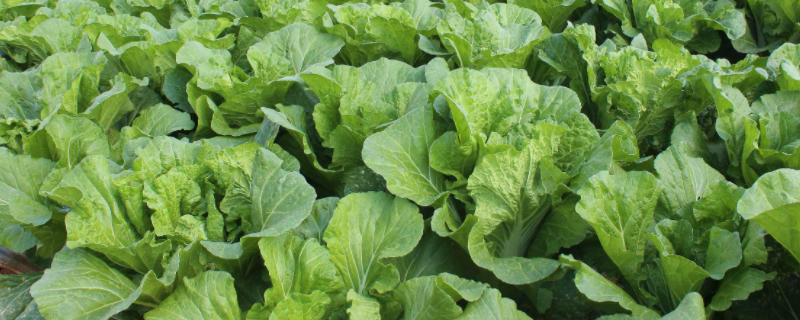 白菜苔种植技术，附白菜苔病虫防治（白菜苔种植技术及管理）