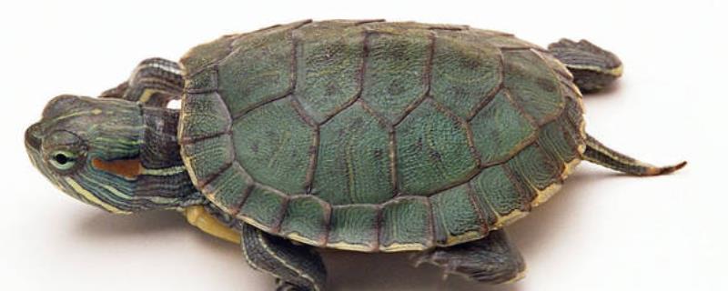 小乌龟如何养殖,小乌龟晒太阳要注意什么