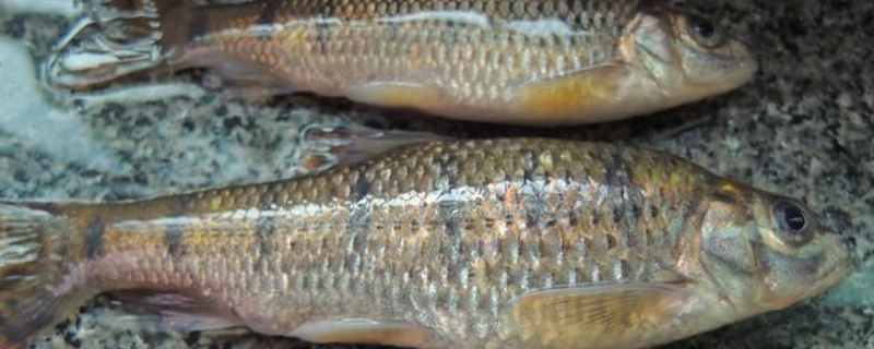 光唇鱼养殖技术，附养殖条件（野生光唇鱼养殖一年能有多大）