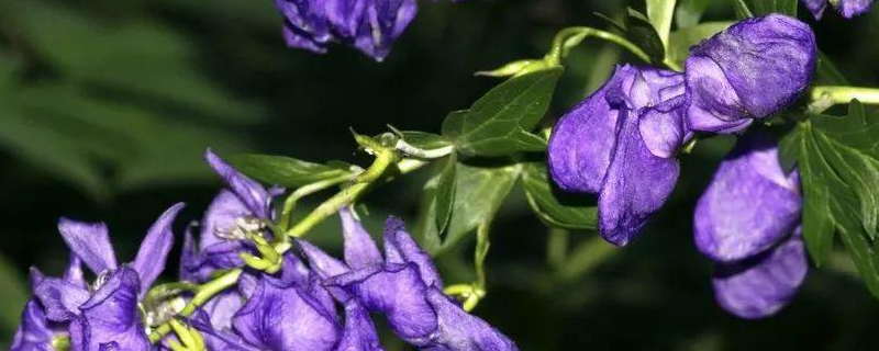 陕西种植什么药材赚钱，详细介绍（陕西种植什么药材赚钱,详细介绍下）