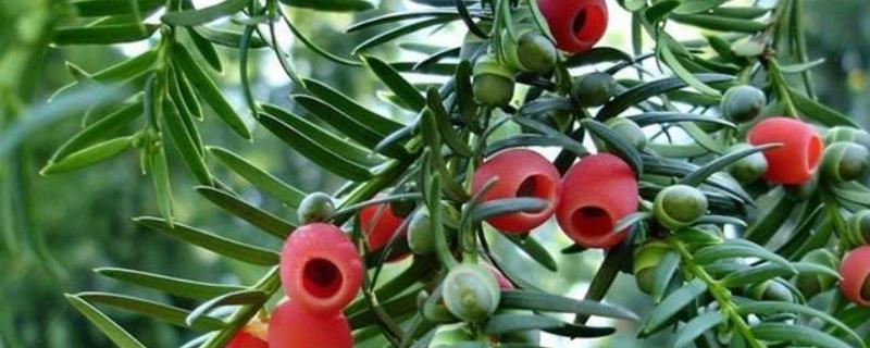 红豆杉的种植技术，需要注意什么 红豆杉的栽培技术要点