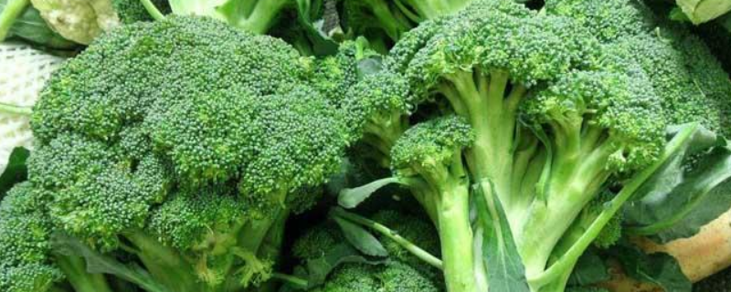 西兰花怎么种植才能获得高产呢,这五个方面是关键