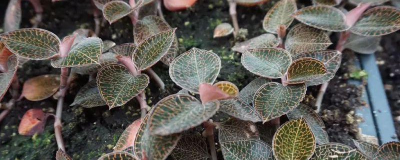 福建种植什么药材赚钱，详细介绍 福建适合种植的药材