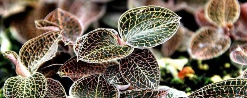 金线莲怎么种，注意防治病虫害 金线莲的病害有哪些?