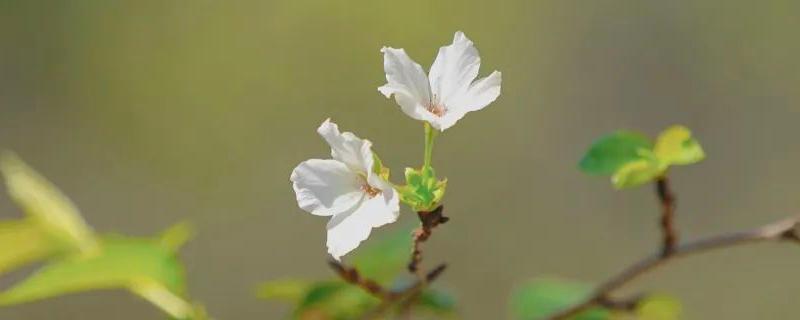 樱花病虫害症状是什么，及防治方法（樱花病虫害症状与防治）