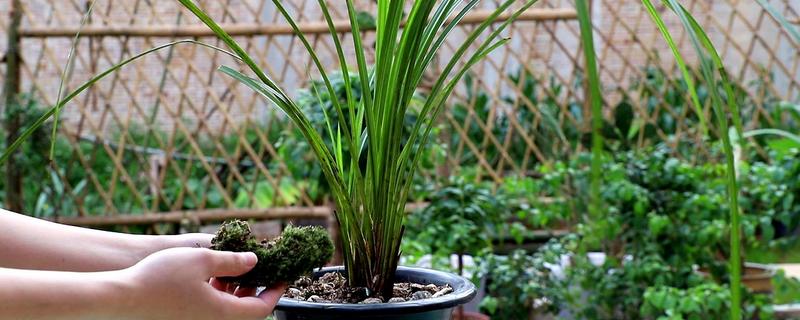 用什么土养兰草,兰草怎么养殖 兰花草用什么土养殖