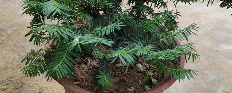 用什么土养红豆杉，红豆杉怎么养 红豆杉用什么土栽培