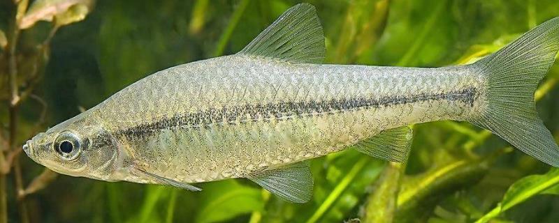 麦穗鱼的养殖技术，注意进行消毒 麦穗鱼的养殖方法