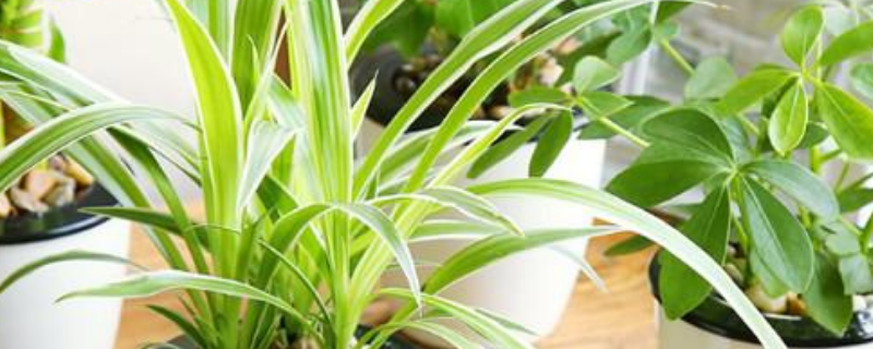 哪些花卉适合冬天放在室内种植,主要有以下几种