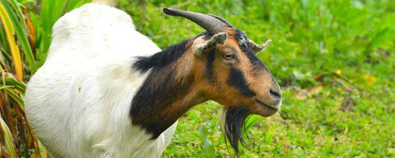 怎么养好羊，注意要分开饲养 家里养羊怎么养该注意什么