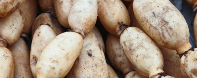 种植莲藕每亩投资多少钱（种植莲藕一亩地要多少钱成本）