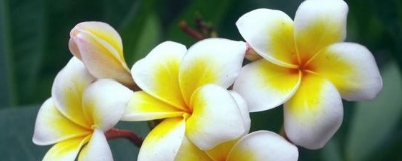 老挝的国花是不是鸡蛋花,盆栽鸡蛋时要注意哪些要点