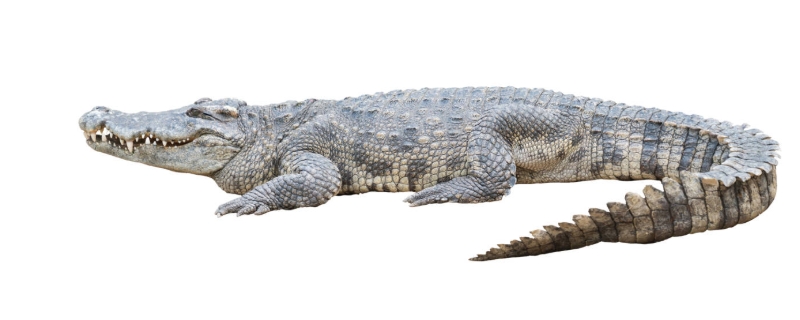 鳄鱼高效养殖技术，鳄鱼的养殖前景 鳄鱼养殖效益