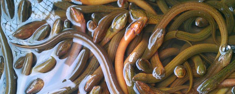 黄鳝人工繁殖技术，详细介绍（黄鳝的繁殖和培育）
