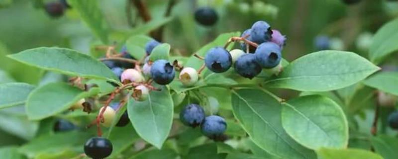 乌饭树种植技术，注意要防治病虫害 乌饭树养殖方法