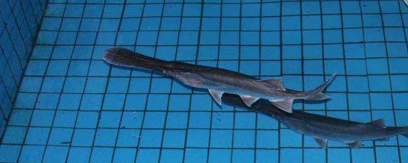 鸭嘴鱼养殖技术，生活习性是什么（鸭嘴鱼生活环境）