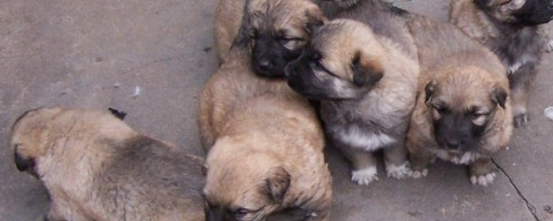 肉狗苗的价格，有哪些养殖要点（哪里的肉狗苗最便宜）