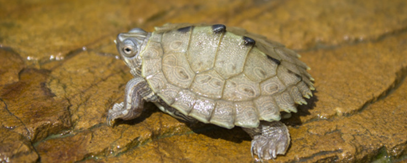 冬天地图龟怎样养殖，需做好这几点（地图龟苗冬天怎么养）