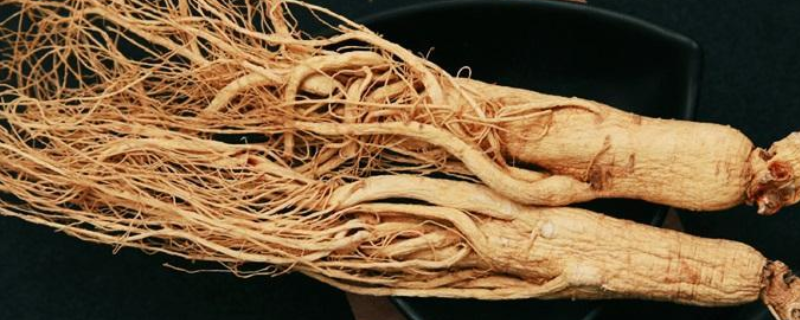 各个地方有哪些药材适合种的,快来看看吧