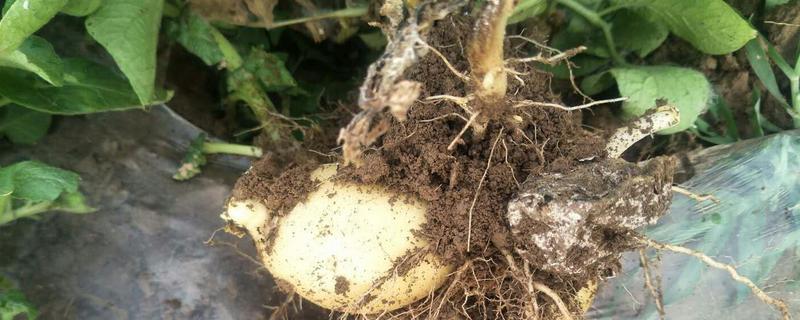 马铃薯病害防治方法,有哪些病害症状