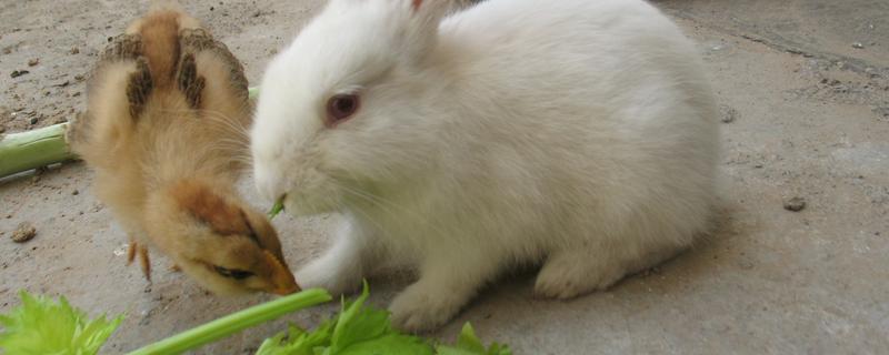 幼兔的养殖方法，需做好这几点（幼兔饲养注意事项）
