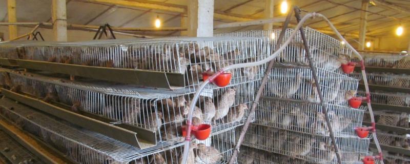 鹌鹑鸟养殖方法，有具体五条（鹌鹑的饲养技术）