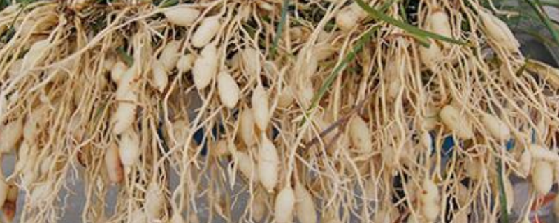 麦冬常见病虫害有哪些，怎样防治 麦冬的病虫害及防治