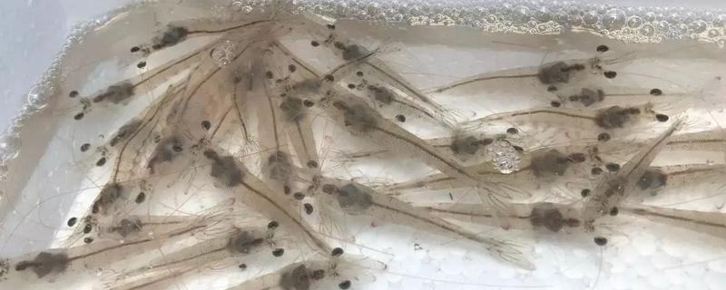 虾苗的放养方法，注意事项有哪些（虾苗放养前用什么消毒）