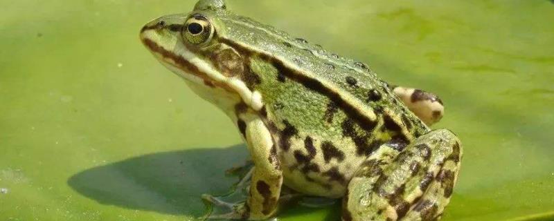 黑斑蛙养殖技术，养殖地可选择水田 黑斑蛙稻田养殖技术