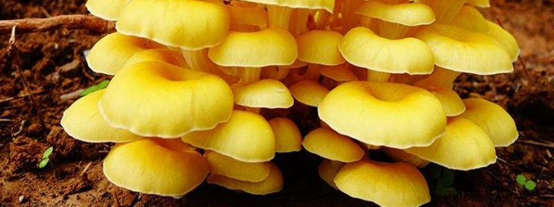 榆黄菇有哪些栽培要点（榆黄菇种植注意事项）