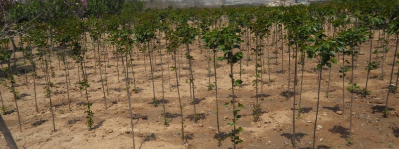 樱花树苗怎么种植，有哪些技术要点 樱花树苗怎么栽
