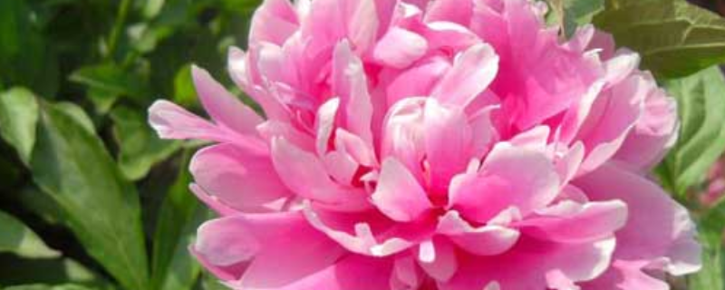 芍药小苗卖多少钱，有什么栽培方法 芍药种苗多少钱