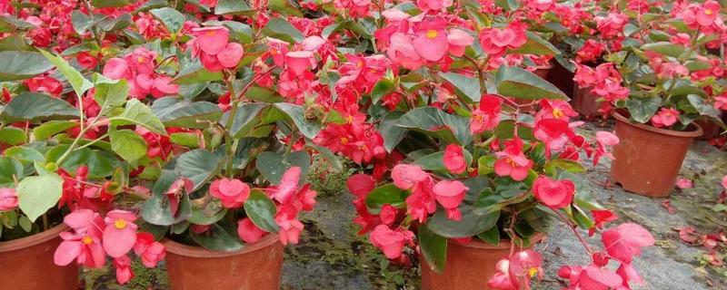 玻璃海棠的养殖方法，需做好这几点 怎么养玻璃海棠