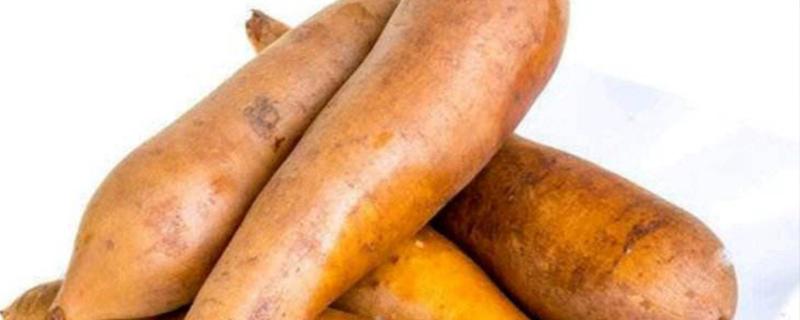 雪莲果亩产量多少 雪莲果的亩产量是多少