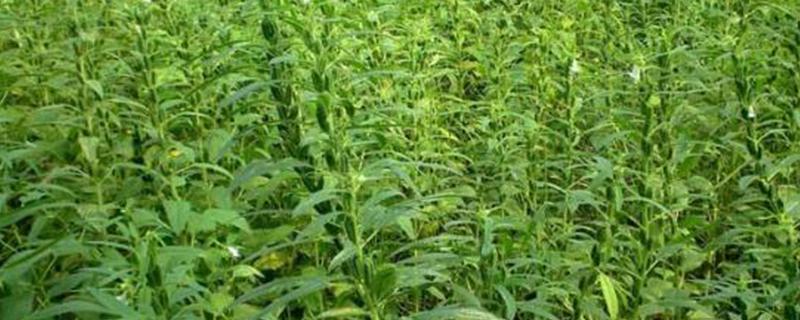 芝麻的亩产量多少（芝麻 亩产）