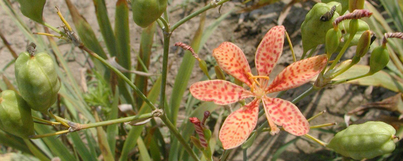 3年射干亩产量多少斤 射干亩产量多少斤