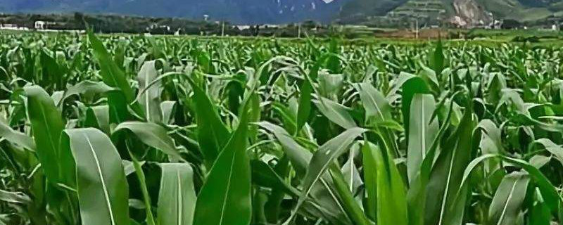 八大农村种植项目 农村最好的种植项目